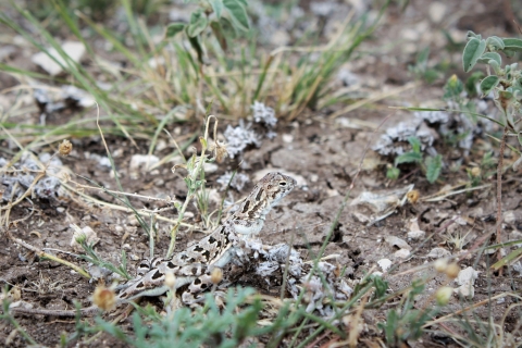 Brown and black spotted lizard in grassy area.