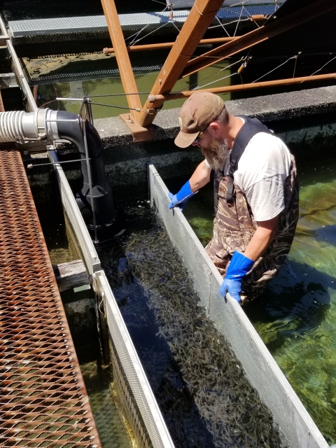 releasing salmon