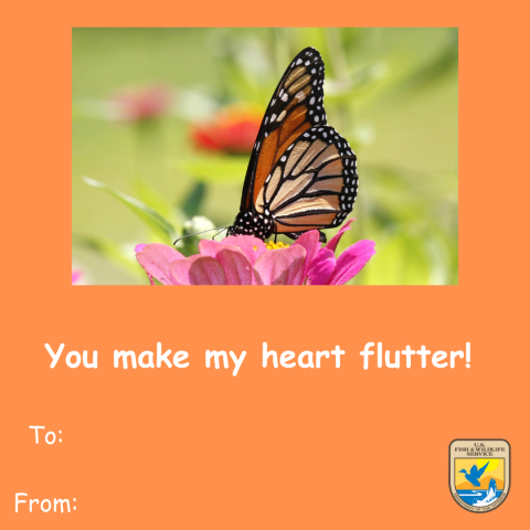 Graphic of an orange Valentine’s Day card with an image of a monarch butterfly perched on a flower. Text below that reads “you make my heart flutter!” A space for “to and from.” Graphic of the U.S. Fish and Wildlife Service logo on the bottom right corner. 