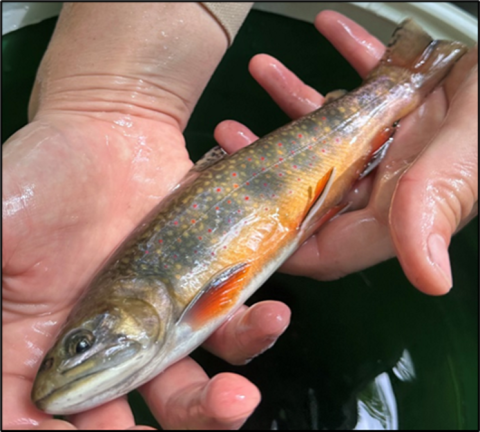 Image of brook trout being held in pair of hands.