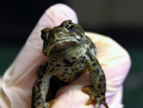 A green toad with dark spots in a biologist’s gloved hand