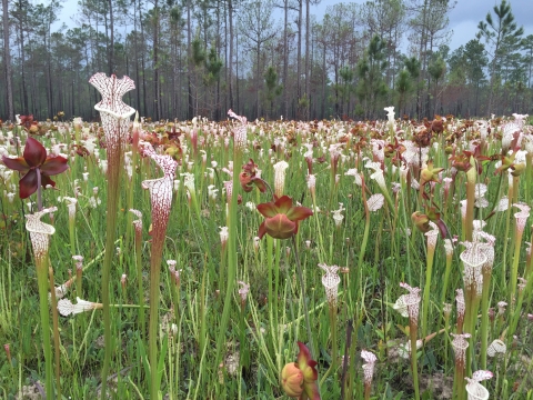 White-topped pitcher plants, Splinter Hill Bog