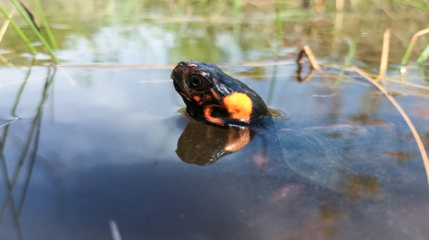 Federally Threatened Bog Turtle (Glyptemys muhlenbergii)