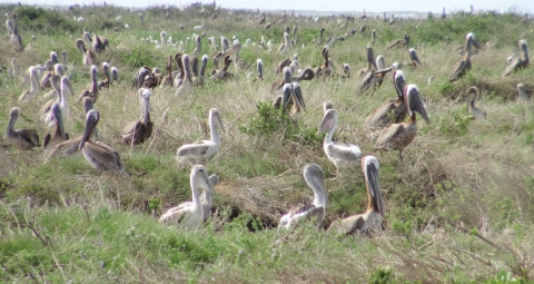 Yound and adult brown pleicans nesting