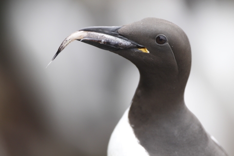 A sleek black seabird with a white breast holds a fish in it's bill. 