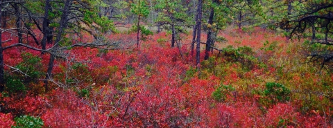 Low-lying shrubs show off their colors of red, orange, and purple at the edge of a coastal marsh.