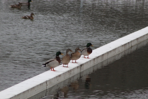 Ducks In A Row