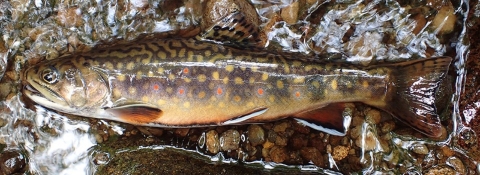 Brook trout