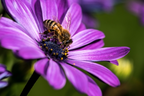 Mason bee on purple coneflower