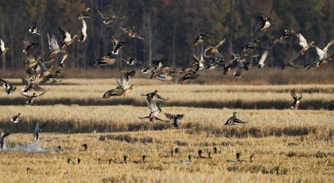 Ducks flying out of moist soil unit