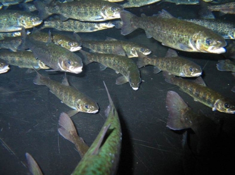 Atlantic salmon parr swimming in tank