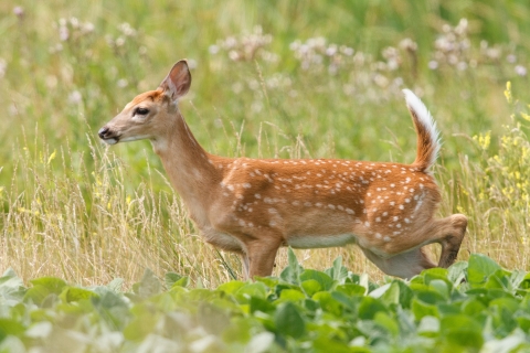 Shiawassee Fawn in Tallgrass by Kim LeBlanc