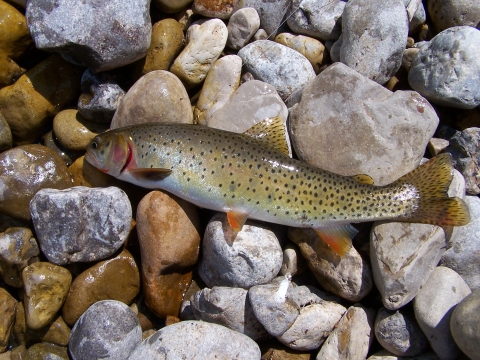 Yellowstone cutthroat trout on rocks