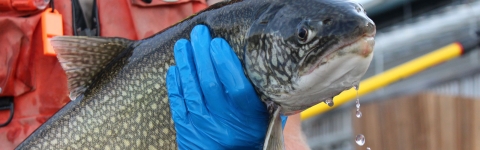 Adult Lake Trout