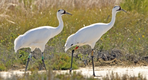 two large white wading birds with red heads walk in a wetland