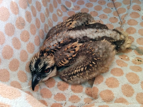 An osprey chick in a basket lined with a towel