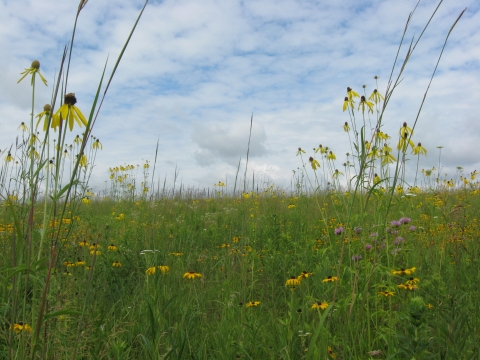 A ground view of a prairie with purple and yellow flowers