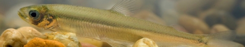 Close up of a Delta smelt