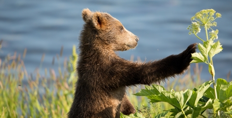 Brown bear cub with cow parsnip