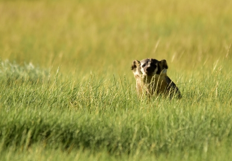 American badger at Arapaho National Wildlife Refuge