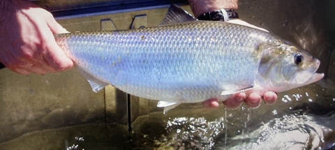 Biologists holds an adult American Shad over a tank of water.