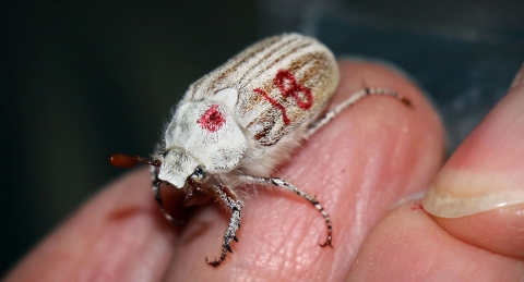 closeup of a white beetle with the number "18" written on its back in red felt tip pen