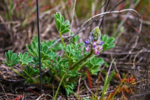 A plant with fuzzy green leaves and purple petals