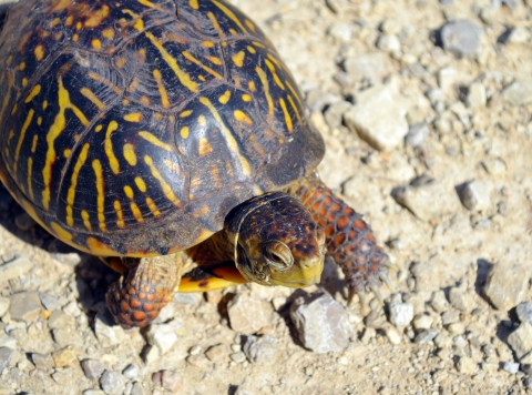 An ornate box turtle crossing a gravel road