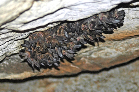 Ozark big-eared bats in a cave.