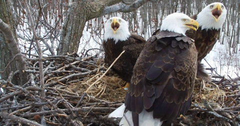 Three adult bald eagles in a nest