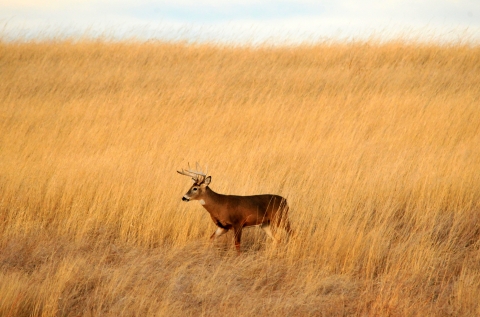 White-tailed deer in fall prairie grasses.