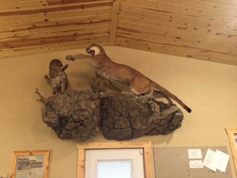 Taxidermied bobcat and mountain lion