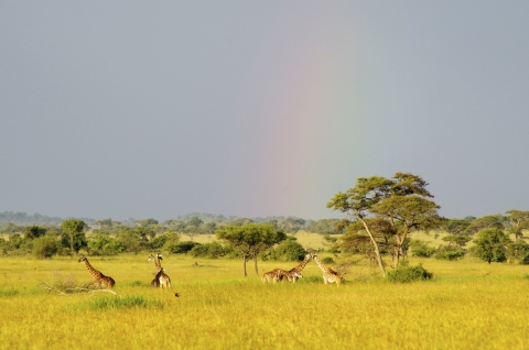 A group of giraffes gather on gold-colored grassland in front of a tree line.