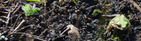 A small green frog sits on blackened soil after a fire.