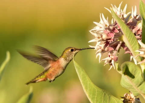 A hummingbird sips nectar from a flowering plant at Seedskadee National Wildlife Refuge in Wyoming.