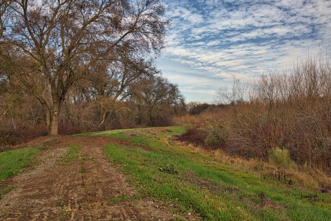 A levee winds between large oak trees and blackberry brambles. It's winter and mud on the levee is interrupted by green patches of grass. The trees and bushes are bare. 