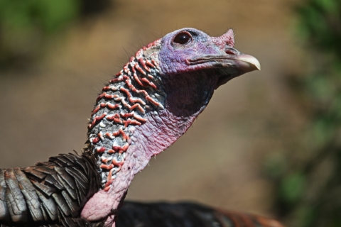 The pink wattled head and neck of a wild turkey