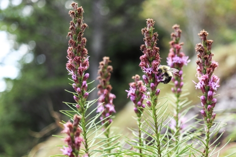 Bee on the purple flower of a Heller's blazing star plant, surrounded by similar plants