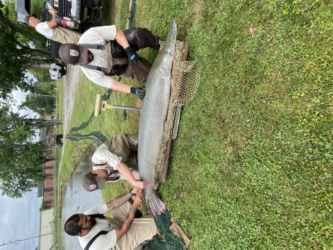 Hatchery staff injecting Alligator Gar with LHRHa