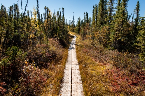 boardwalk leading into stunted spruce trees