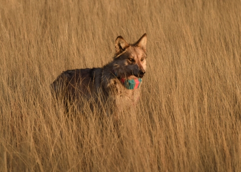 A mexican wolf with a green and red radio collar stands looking at the camera