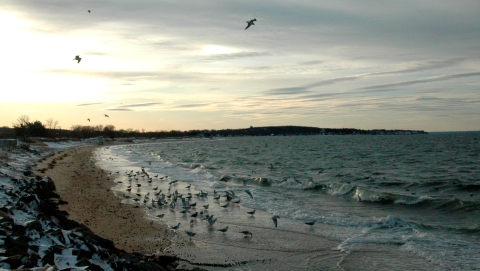 A group of shorebirds gathers in the tidal zone