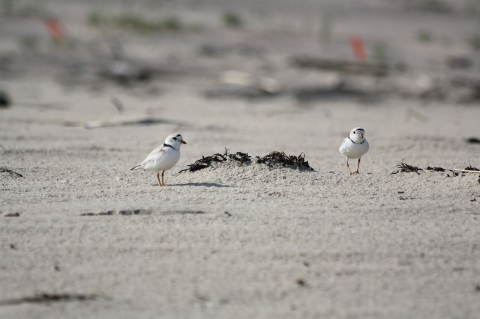 Two small mostly white birds with black eyes walk on a sandy beach