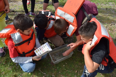 A group of students identify animals from the river