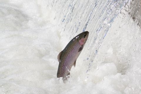 Adult steelhead jumping out of the water