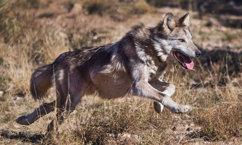 A Mexican wolf running