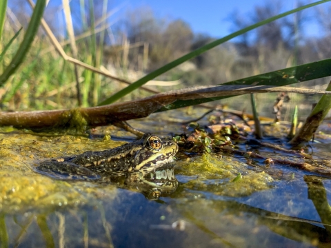 a frog in water.