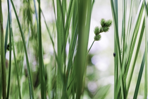 A sedge seed head with several sedge leaves, one of which has a small spider on it