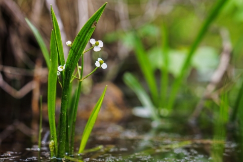 Small plant rising out of the water, with white flowers in bloom