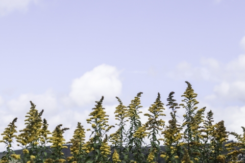 Large group of goldenrod flowers